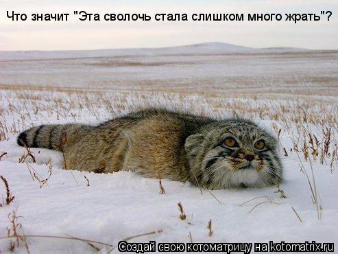 Что значит "Эта сволочь стала слишком много жрать"?... Котоматрица: Что значит "Эта сволочь стала слишком много жрать"?
