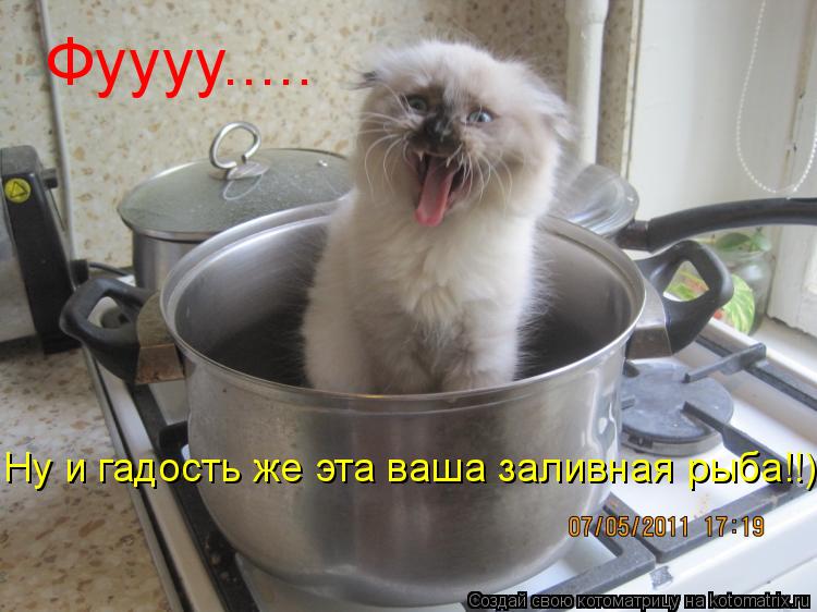 Фуууу..... Ну и гадость же эта ваша заливная рыба!!)... Котоматрица: Фуууу..... Ну и гадость же эта ваша заливная рыба!!)