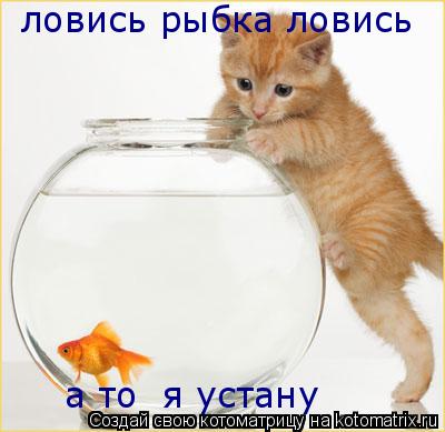 ловись рыбка ловись а то я устану а то я устану... Котоматрица: ловись рыбка ловись а то я устану а то я устану