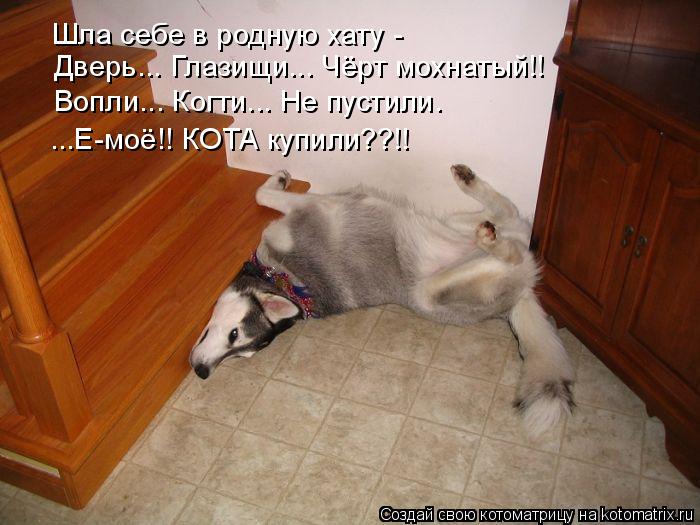 Шла себе в родную хату - Дверь... Глазищи... Чёрт мохнатый!! Вопли... Когти... Не пустили. ...Е-моё!!... Котоматрица: Шла себе в родную хату - Дверь... Глазищи... Чёрт мохнатый!! Вопли... Когти... Не пустили. ...Е-моё!! КОТА купили??!!