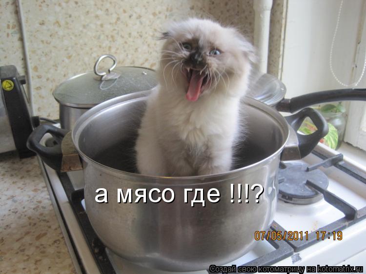 а мясо где !!!?... Котоматрица: а мясо где !!!?