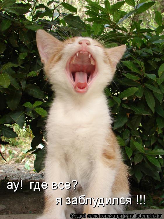 ау! где все? я заблудился !!!... Котоматрица: ау! где все? я заблудился !!!