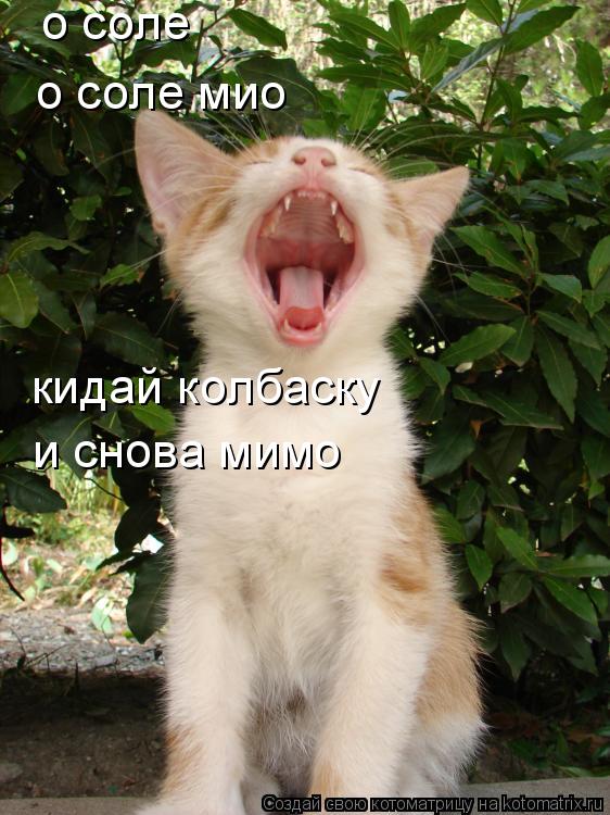 о соле о соле мио кидай колбаску и снова мимо... Котоматрица: о соле о соле мио кидай колбаску и снова мимо