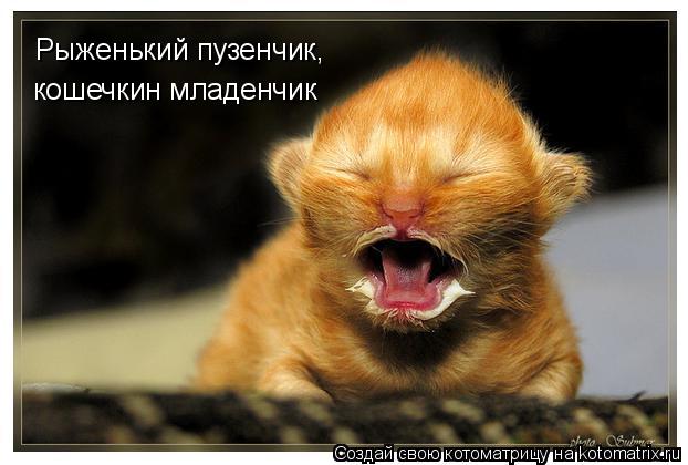 Рыженький пузенчик, кошечкин младенчик... Котоматрица: Рыженький пузенчик, кошечкин младенчик