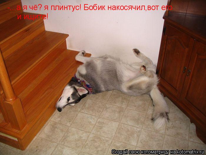 -...а я чё? я плинтус! Бобик накосячил,вот его и ищите!... Котоматрица: -...а я чё? я плинтус! Бобик накосячил,вот его и ищите!