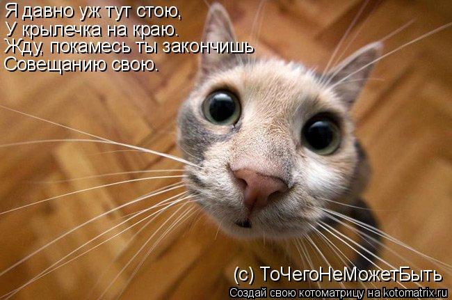 Я давно уж тут стою, У крылечка на краю. Жду, покамесь ты закончишь Совещанию свою. (c) ТоЧегоНеМожет... Котоматрица: Я давно уж тут стою, У крылечка на краю. Жду, покамесь ты закончишь Совещанию свою. (c) ТоЧегоНеМожетБыть