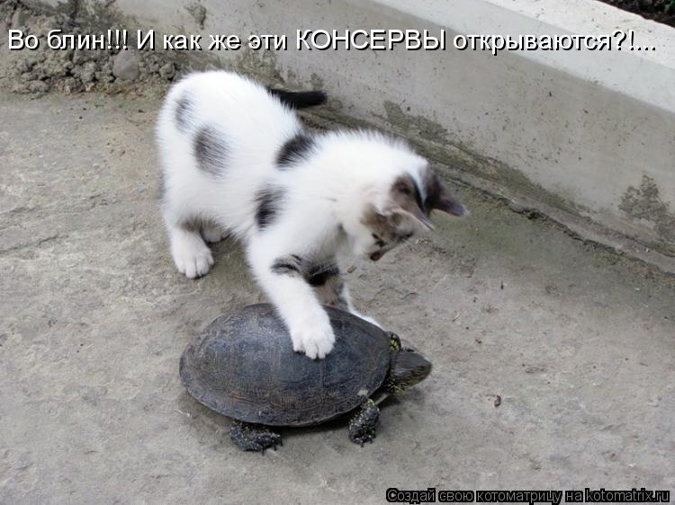 Котоматрица: Во блин!!! И как же эти КОНСЕРВЫ открываются?!...