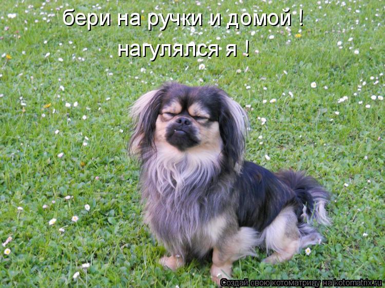 Котоматрица: бери на ручки и домой ! нагулялся я !