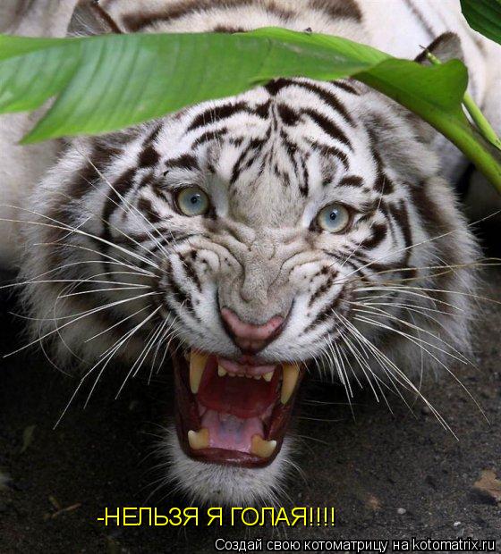 Котоматрица: -НЕЛЬЗЯ Я ГОЛАЯ!!!!