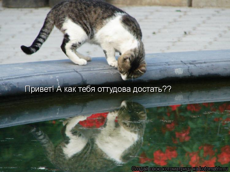 Котоматрица: Привет! А как тебя оттудова достать??
