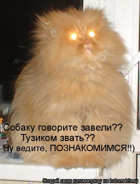 Котоматрица: Собаку говорите завели?? Тузиком звать?? Ну ведите, ПОЗНАКОМИМСЯ!!)