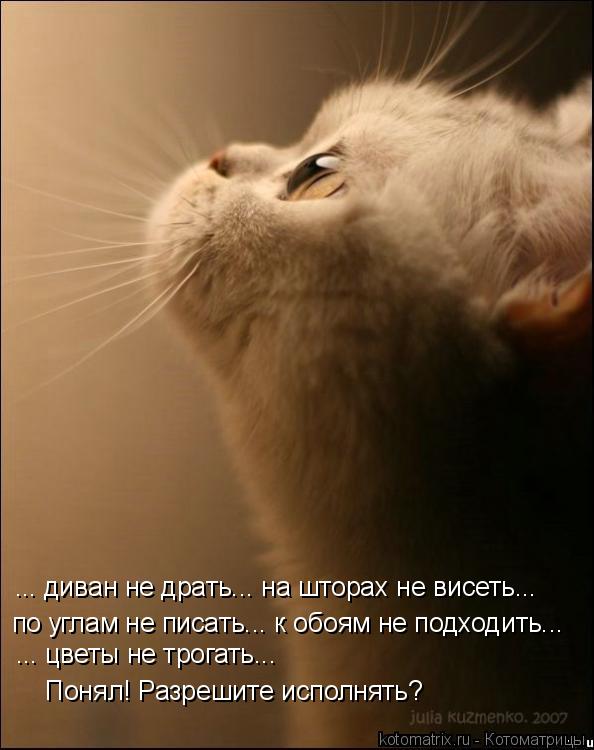 Котоматрица: по углам не писать... к обоям не подходить... ... диван не драть... на шторах не висеть... ... цветы не трогать... Понял! Разрешите исполнять?