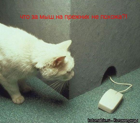 Котоматрица: что за мыш на прежних не похожа?!