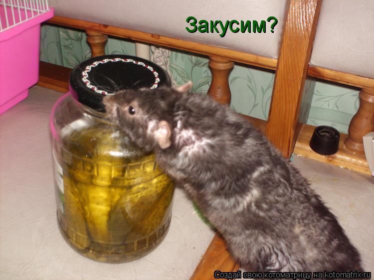 Котоматрица: Закусим?