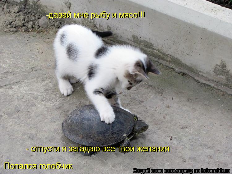 Котоматрица: Попался голобчик  - отпусти я загадаю все твои желания -давай мне рыбу и мясо!!!