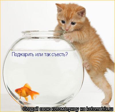 Котоматрица: Поджарить или так съесть?