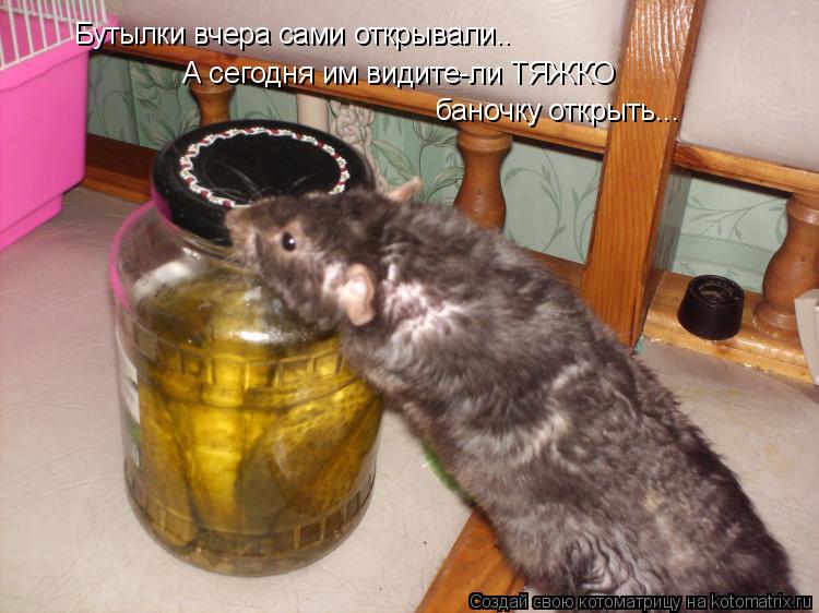 Котоматрица: Бутылки вчера сами открывали.. А сегодня им видите-ли ТЯЖКО баночку открыть...