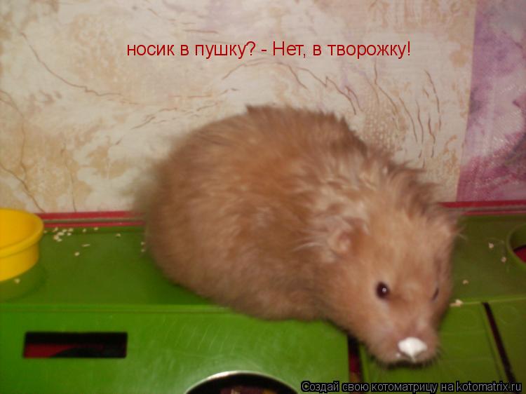 Котоматрица: носик в пушку? носик в пушку? - Нет, в творожку!