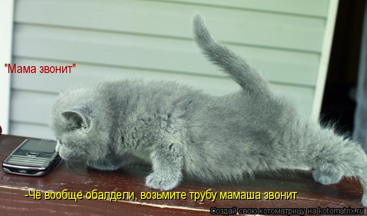 Котоматрица: "Мама звонит" "Мама звонит" -Чё вообще обалдели, возьмите трубу мамаша звонит