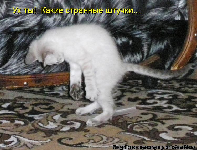 Котоматрица: Ух ты!  Какие странные штучки...