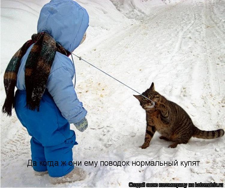 Котоматрица: Да когда ж они ему поводок нормальный купят