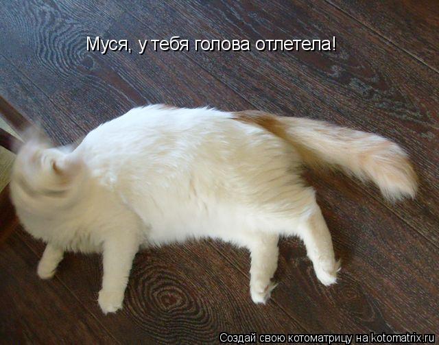 Котоматрица: Муся, у тебя голова отлетела!