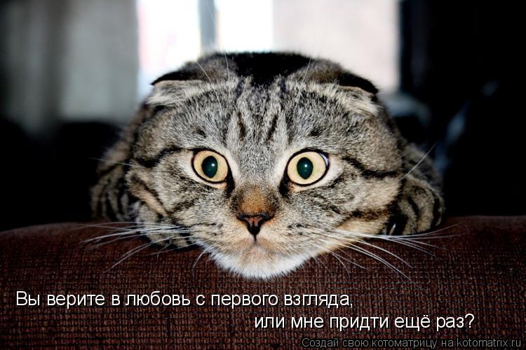 Котоматрица: Вы верите в любовь с первого взгляда,  или мне придти ещё раз?