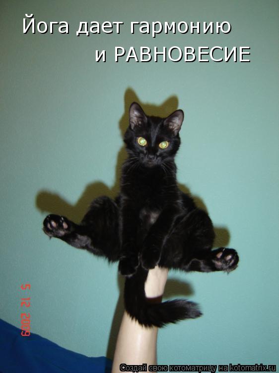 Котоматрица: Йога дает гармонию и РАВНОВЕСИЕ