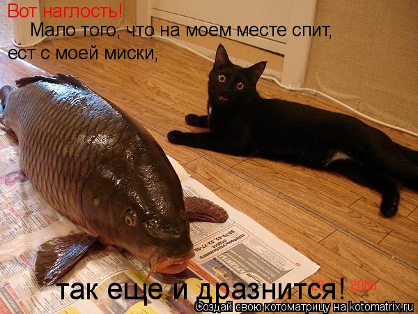 Котоматрица: Вот наглость! Мало того, что на моем месте спит, ест с моей миски, так еще и дразнится!