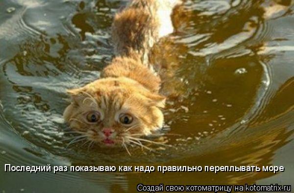 Котоматрица: Последний раз показываю как надо правильно переплывать море