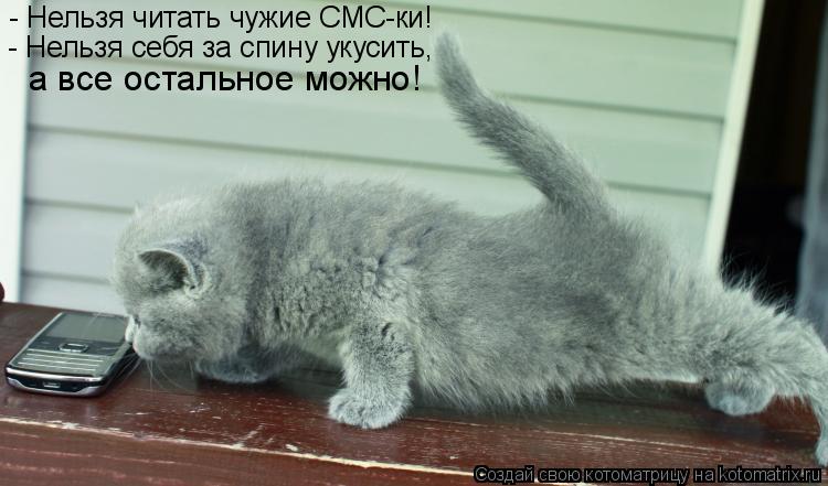 Котоматрица: - Нельзя читать чужие СМС-ки! - Нельзя себя за спину укусить, а все остальное можно!
