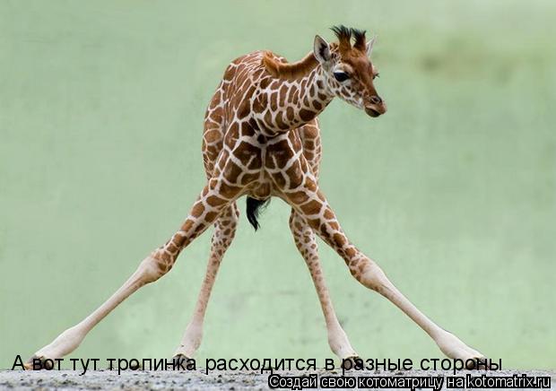 Котоматрица: А вот тут тропинка расходится в разные стороны