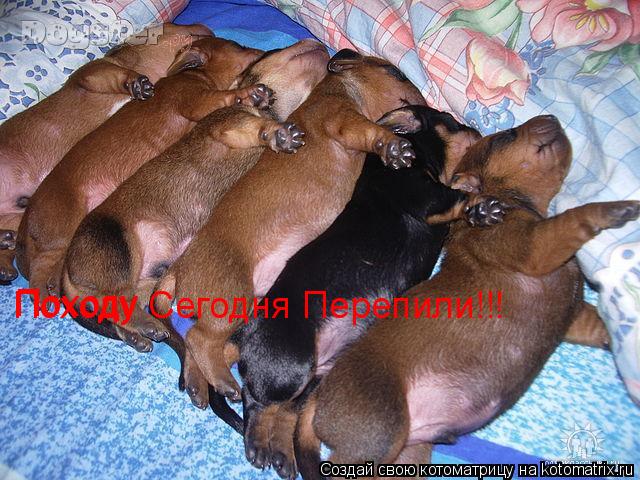 Котоматрица: Походу  Походу Сегодня Перепили!!!