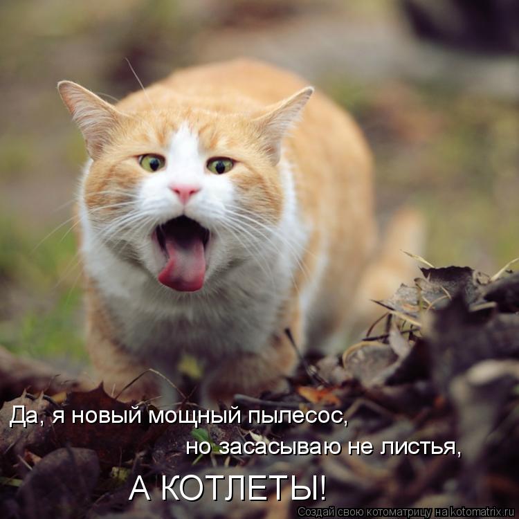 Да, я новый мощный пылесос, но засасываю не листья, А КОТЛЕТЫ!... Котоматрица: Да, я новый мощный пылесос, но засасываю не листья, А КОТЛЕТЫ!