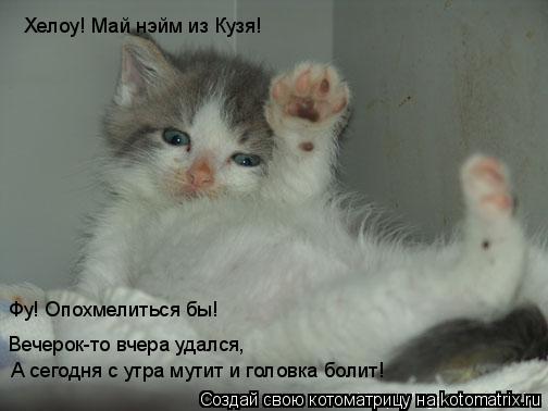 Котоматрица: Хелоу! Май нэйм из Кузя! Фу! Опохмелиться бы! Вечерок-то вчера удался, А сегодня с утра мутит и головка болит!