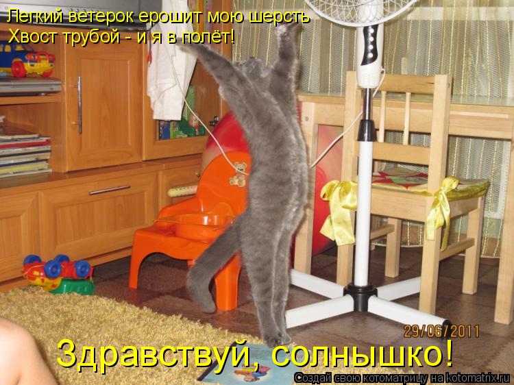 Легкий ветерок ерошит мою шерсть Хвост трубой - и я в полёт! Здравствуй, солнышко!... Котоматрица: Легкий ветерок ерошит мою шерсть Хвост трубой - и я в полёт! Здравствуй, солнышко!