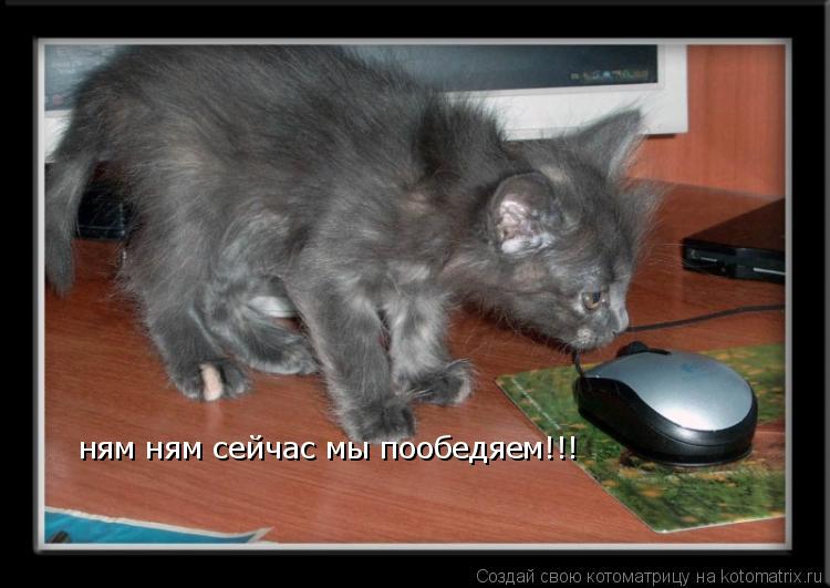 ням ням сейчас мы пообедяем!!!... Котоматрица: ням ням сейчас мы пообедяем!!!