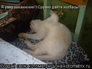 Я умирааааюююю!!!Срочно дайте колбасы!!!!!!... Котоматрица: Я умирааааюююю!!!Срочно дайте колбасы!!!!!!