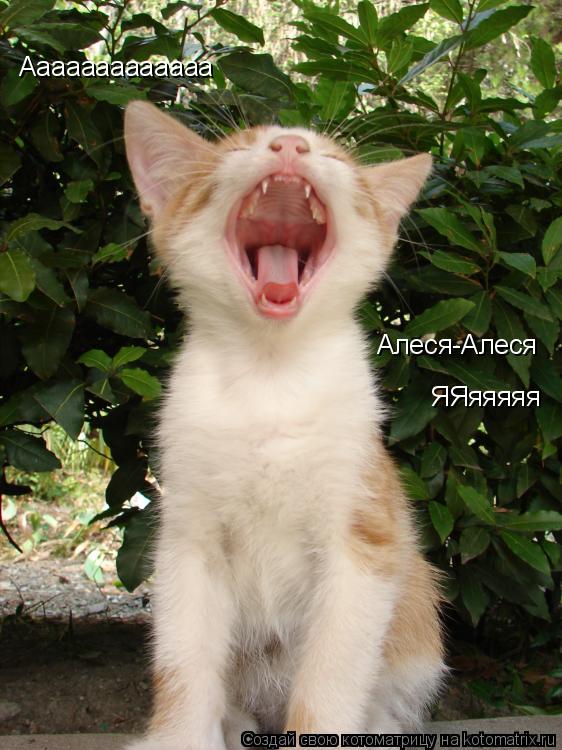 Ааааааааааааа Алеся-Алеся ЯЯяяяяя... Котоматрица: Ааааааааааааа Алеся-Алеся ЯЯяяяяя