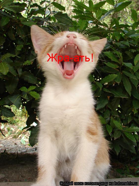 Жра-ать!... Котоматрица: Жра-ать!