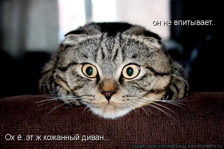 Ох ё..эт ж кожанный диван... он не впитывает..... Котоматрица: Ох ё..эт ж кожанный диван... он не впитывает..