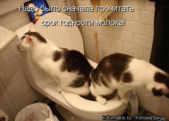 Надо было сначала прочитать срок годности молока!... Котоматрица: Надо было сначала прочитать срок годности молока!