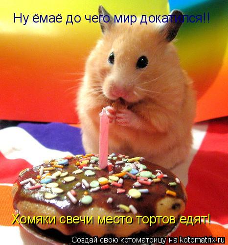 Хомяки свечи место тортов едят! Ну ёмаё до чего мир докатился!!... Котоматрица: Хомяки свечи место тортов едят! Ну ёмаё до чего мир докатился!!