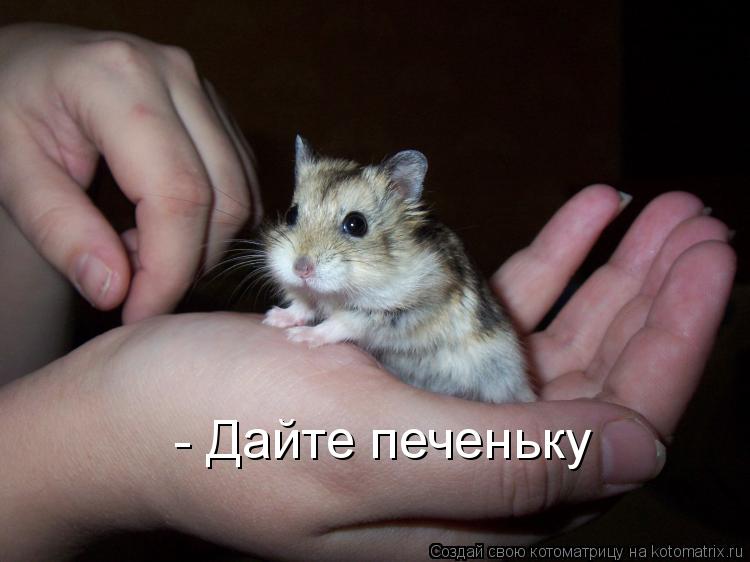 - Дайте печеньку... Котоматрица: - Дайте печеньку