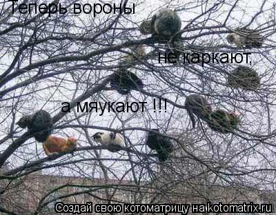 Теперь вороны не каркают , а мяукают !!!... Котоматрица: Теперь вороны не каркают , а мяукают !!!