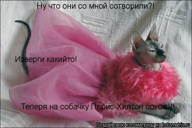 Ну что они со мной сотворили?! Теперя на собачку Перис-Хилтон похож!!! Изверги какийто!... Котоматрица: Ну что они со мной сотворили?! Теперя на собачку Перис-Хилтон похож!!! Изверги какийто!