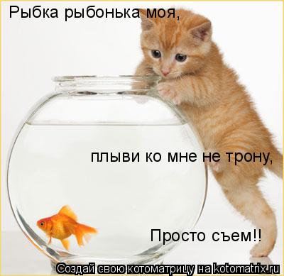 Рыбка рыбонька моя, плыви ко мне не трону, Просто съем!!... Котоматрица: Рыбка рыбонька моя, плыви ко мне не трону, Просто съем!!