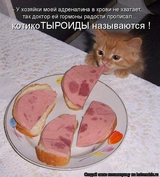 - У хозяйки моей адреналина в крови не хватает, так доктор ей гормоны радости прописал... котикоТЫРОИ... Котоматрица: - У хозяйки моей адреналина в крови не хватает, так доктор ей гормоны радости прописал... котикоТЫРОИДЫ называются !