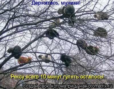 Держитесь, мужики! Рексу всего 10 минут гулять осталось!... Котоматрица: Держитесь, мужики! Рексу всего 10 минут гулять осталось!