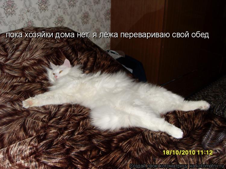 пока хозяйки дома нет. я лёжа перевариваю свой обед... Котоматрица: пока хозяйки дома нет. я лёжа перевариваю свой обед